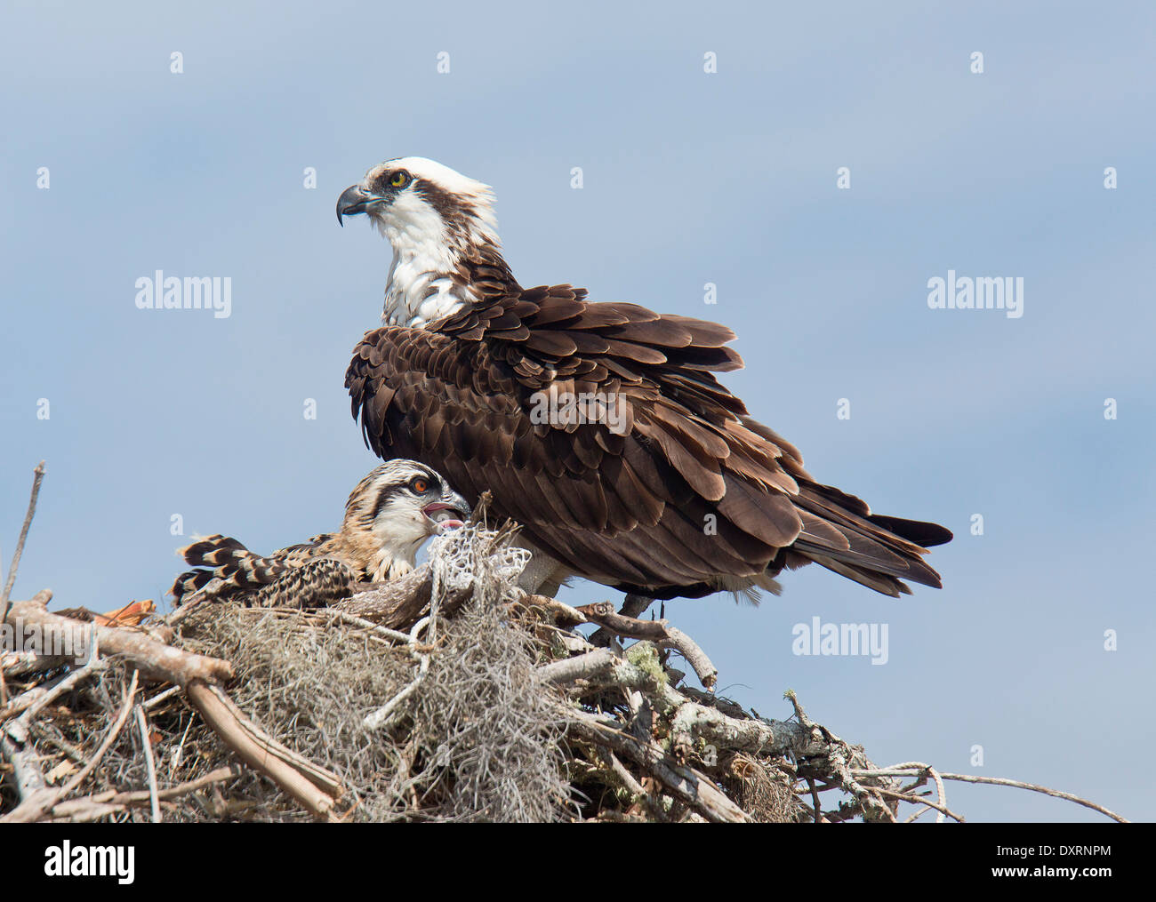 Osprey Pandion haliaetus, also known as sea hawk, fish eagle, river hawk or fish hawk; adult an nest with chicks. Stock Photo