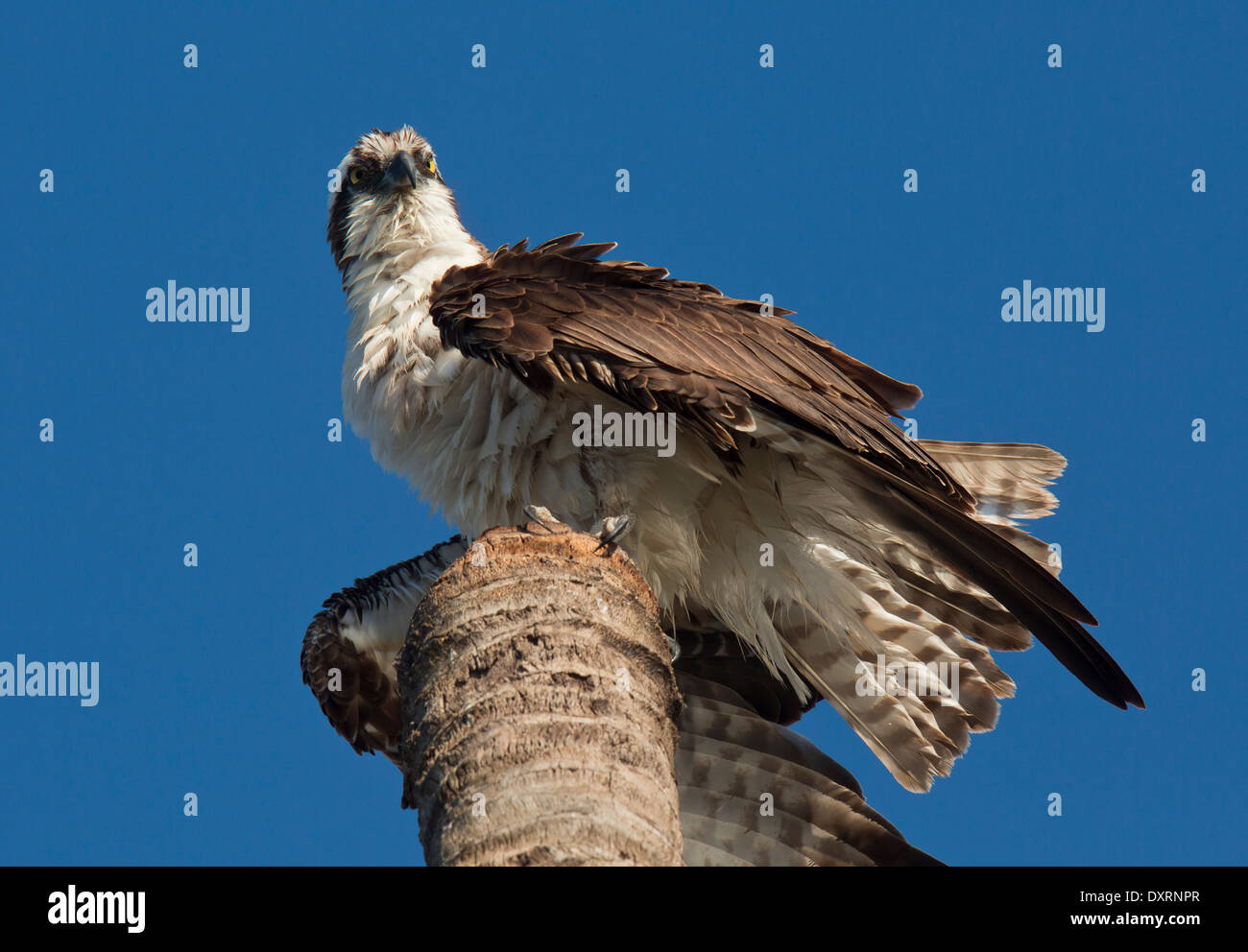 Osprey Pandion haliaetus, also known as sea hawk, fish eagle, river hawk or fish hawk; Stock Photo