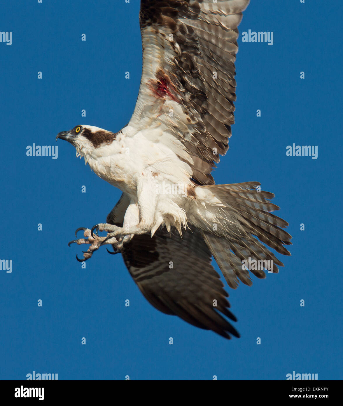 Osprey Pandion haliaetus, also known as sea hawk, fish eagle, river hawk or fish hawk; in flight. Florida. Stock Photo