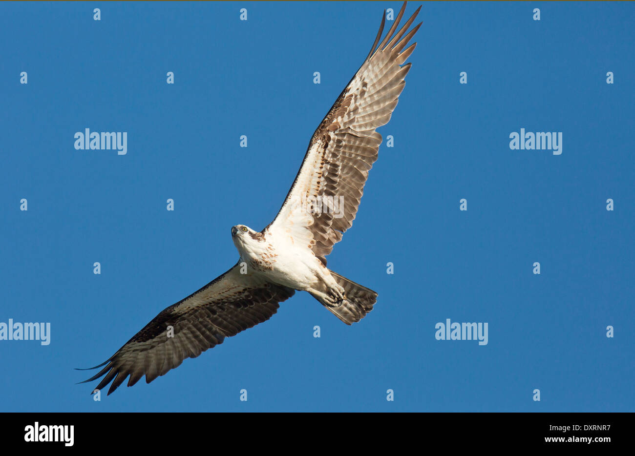 Osprey Pandion haliaetus, also known as sea hawk, fish eagle, river hawk or fish hawk; in flight. Florida. Stock Photo