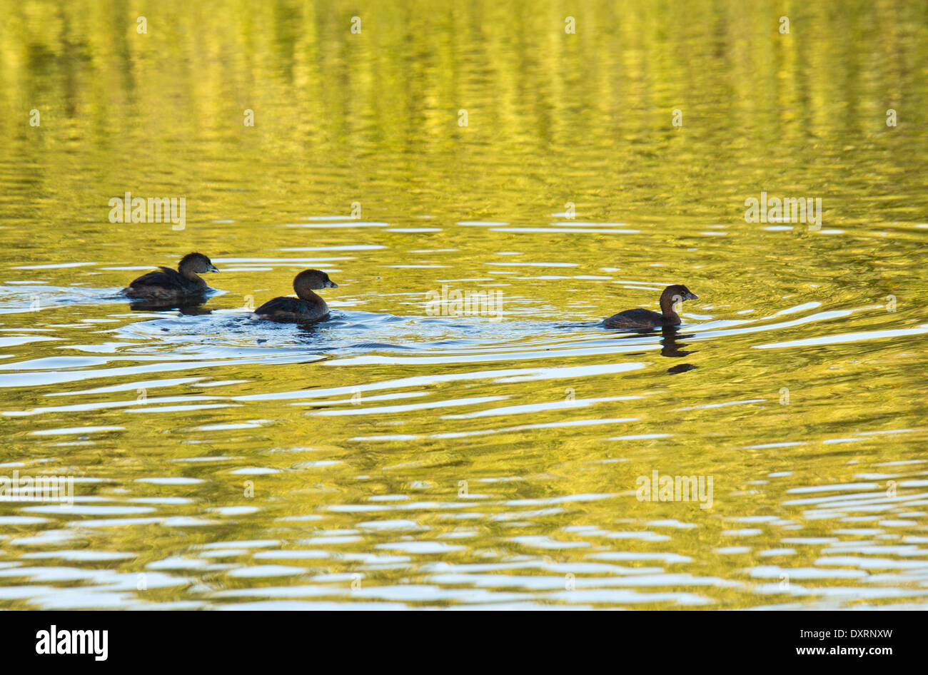 Pied-billed Grebes, Podilymbus podiceps, on water, early morning. Stock Photo