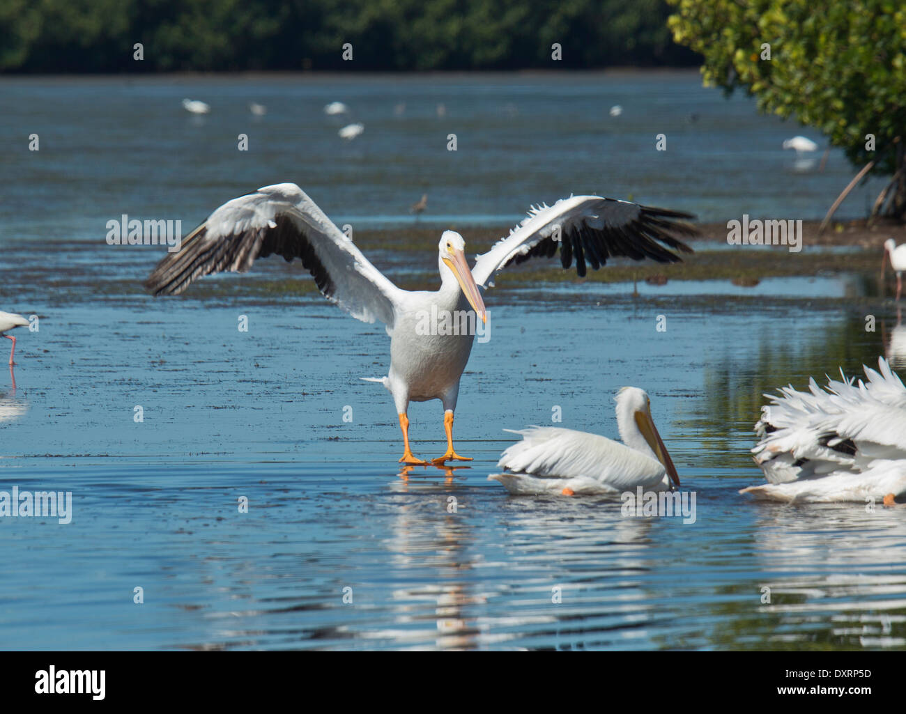 American White Pelican Florida Hi res Stock Photography And Images Alamy american-white-pelican-florida-hi-res-stock-photography-and-images-alamy
