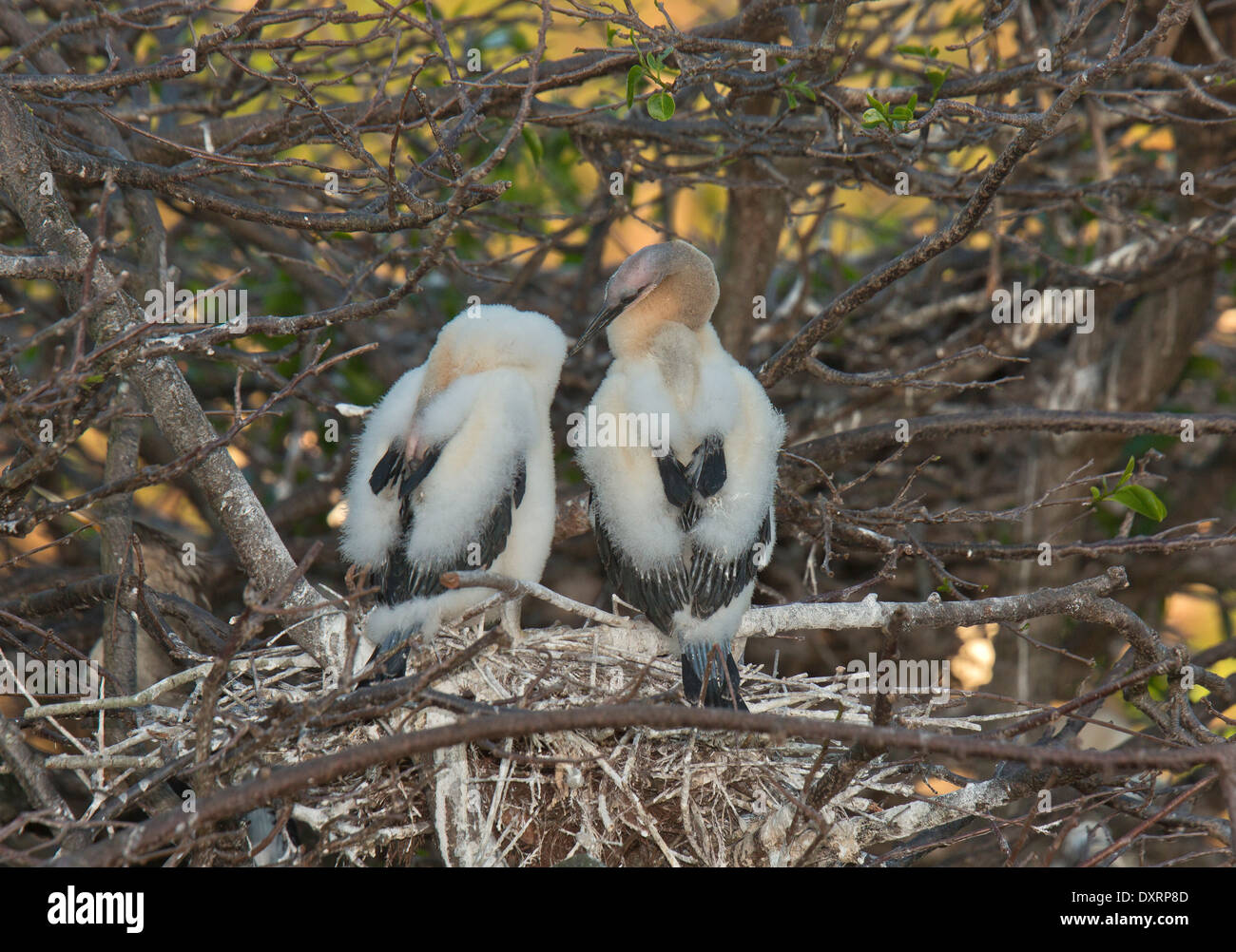 Two young Anhingas, Anhinga anhinga, (Snakebird, Darter, American Darter) in nest, Wakodahatchee Wetlands, Palm Beach, Florida Stock Photo