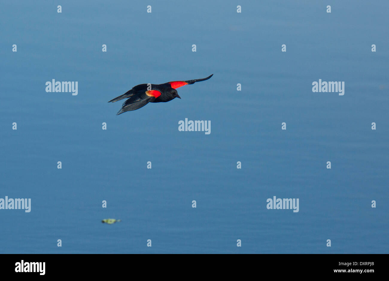 Male Red-winged Blackbird Agelaius phoeniceus in flight, at Wakodahatchee Wetlands, Palm Beach, Florida. Stock Photo