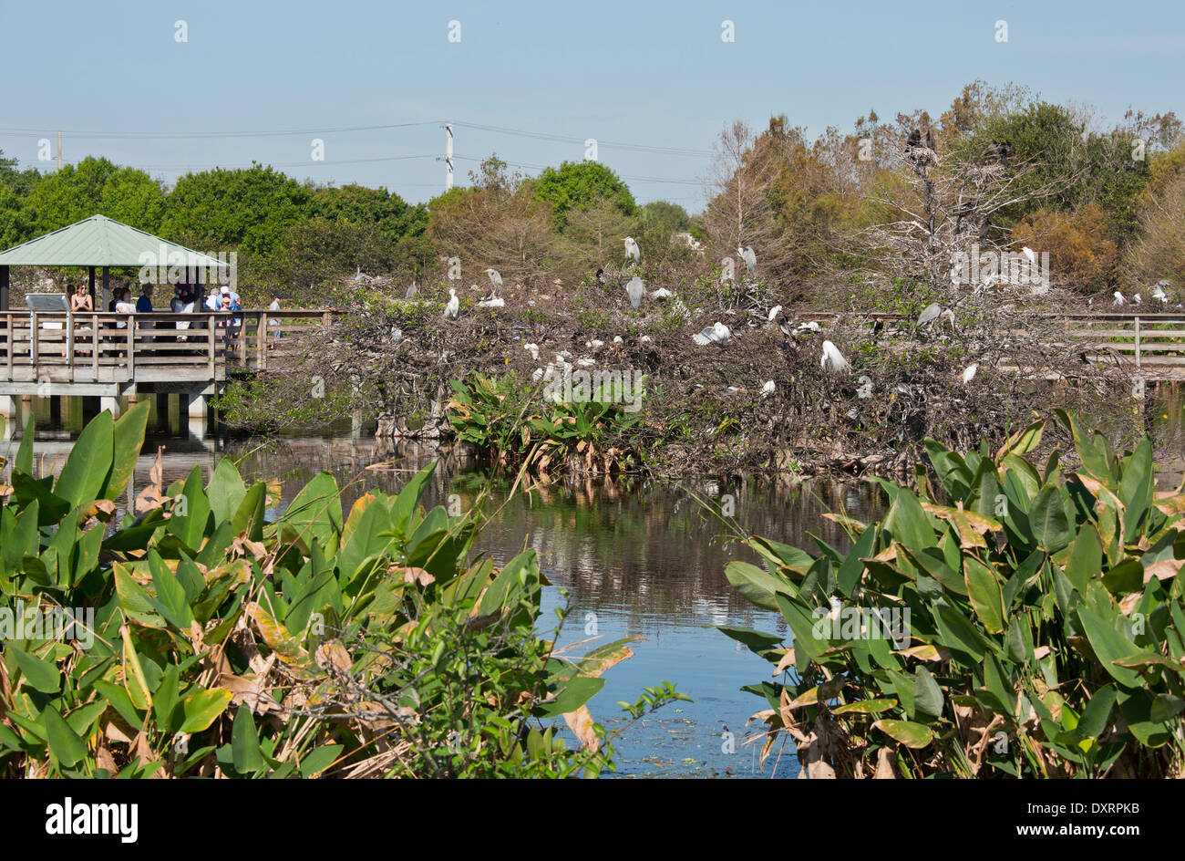 Heronry, boardwalk and viewing area at Wakodahatchee Wetlands, Palm Beach, Florida. Stock Photo