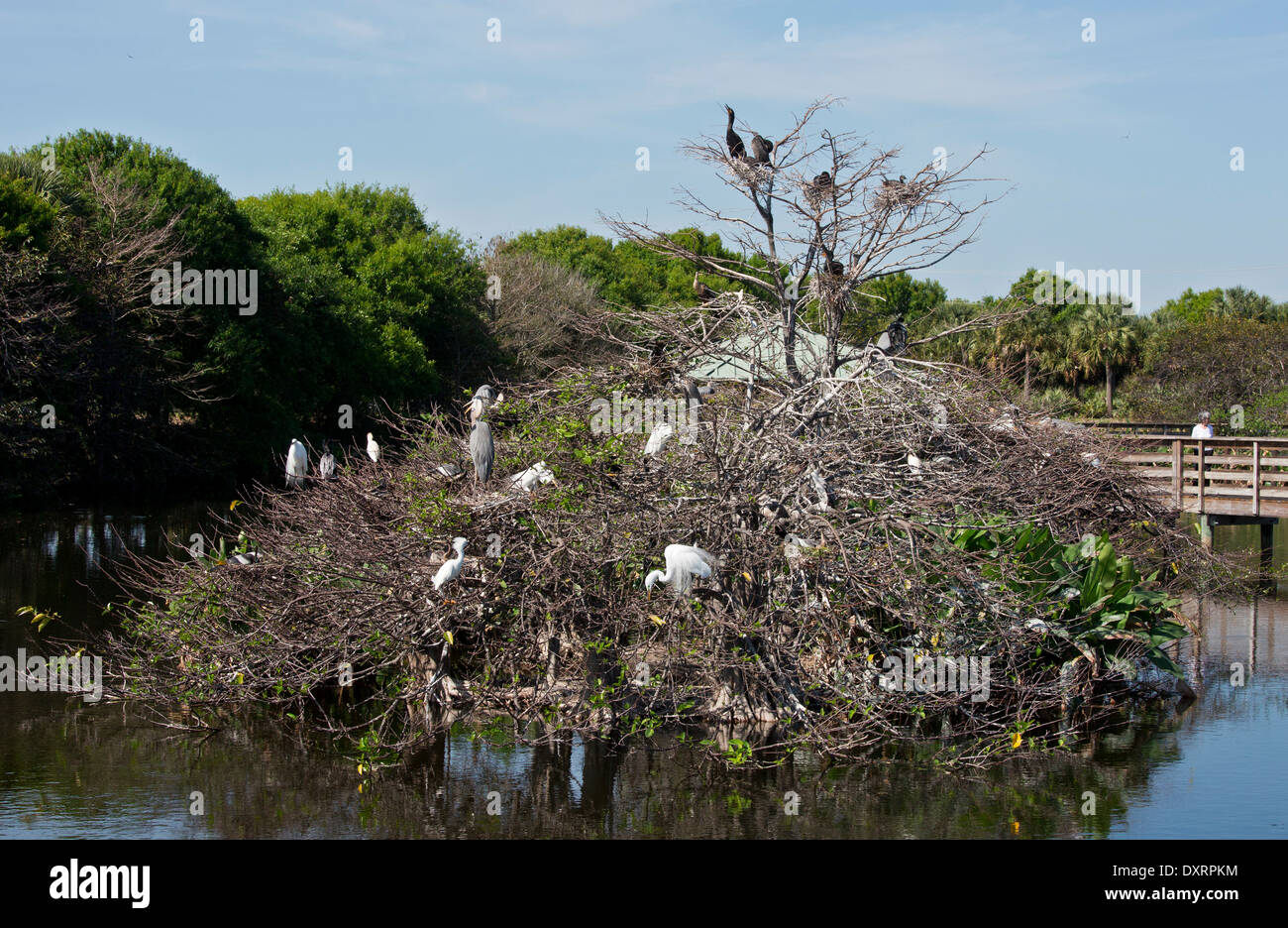 Heronry and boardwalk at Wakodahatchee Wetlands, Palm Beach, Florida. Stock Photo