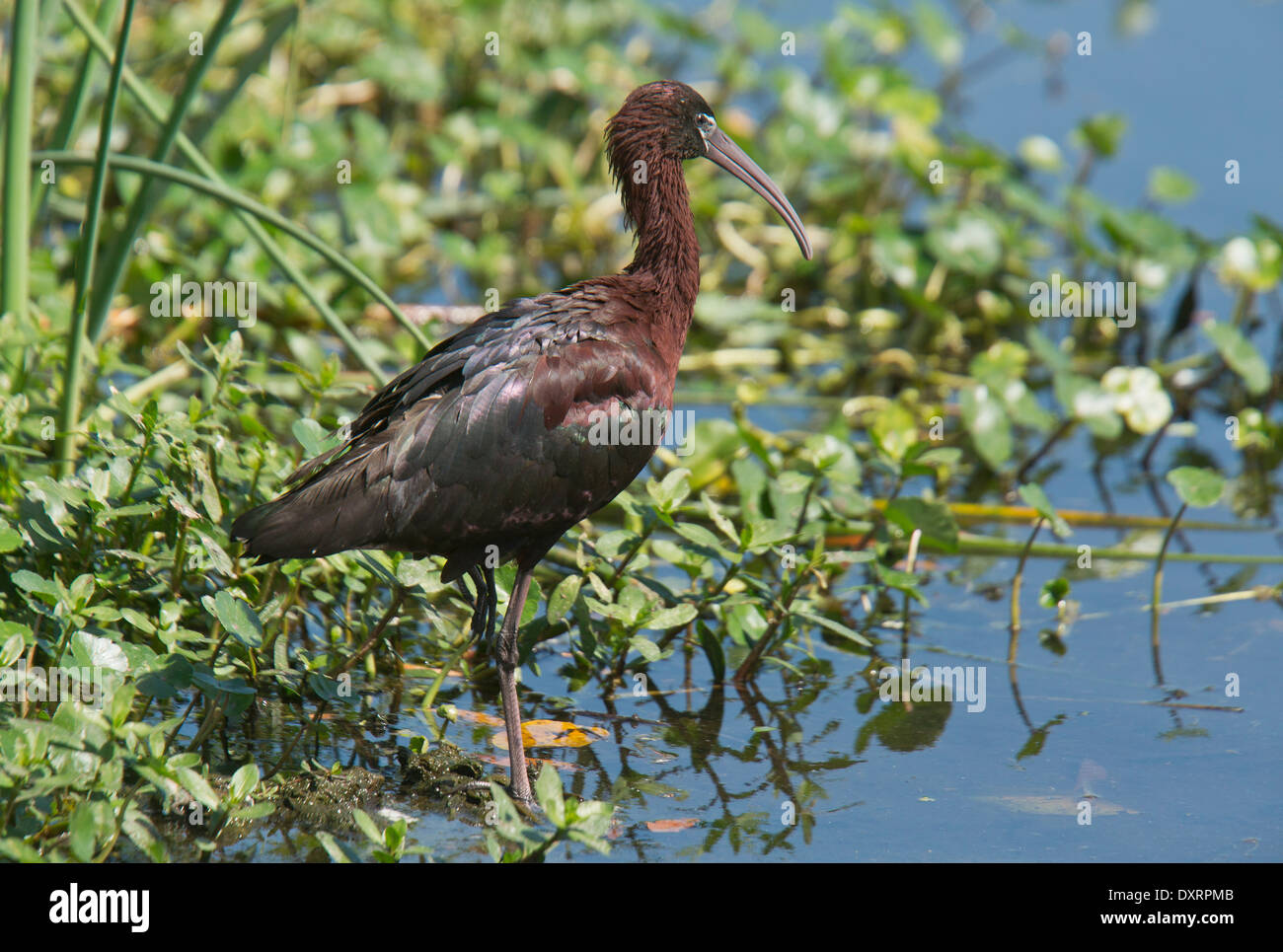 Glossy Ibis Plegadis falcinellus at Wakodahatchee Wetlands, Palm Beach, Florida. Stock Photo