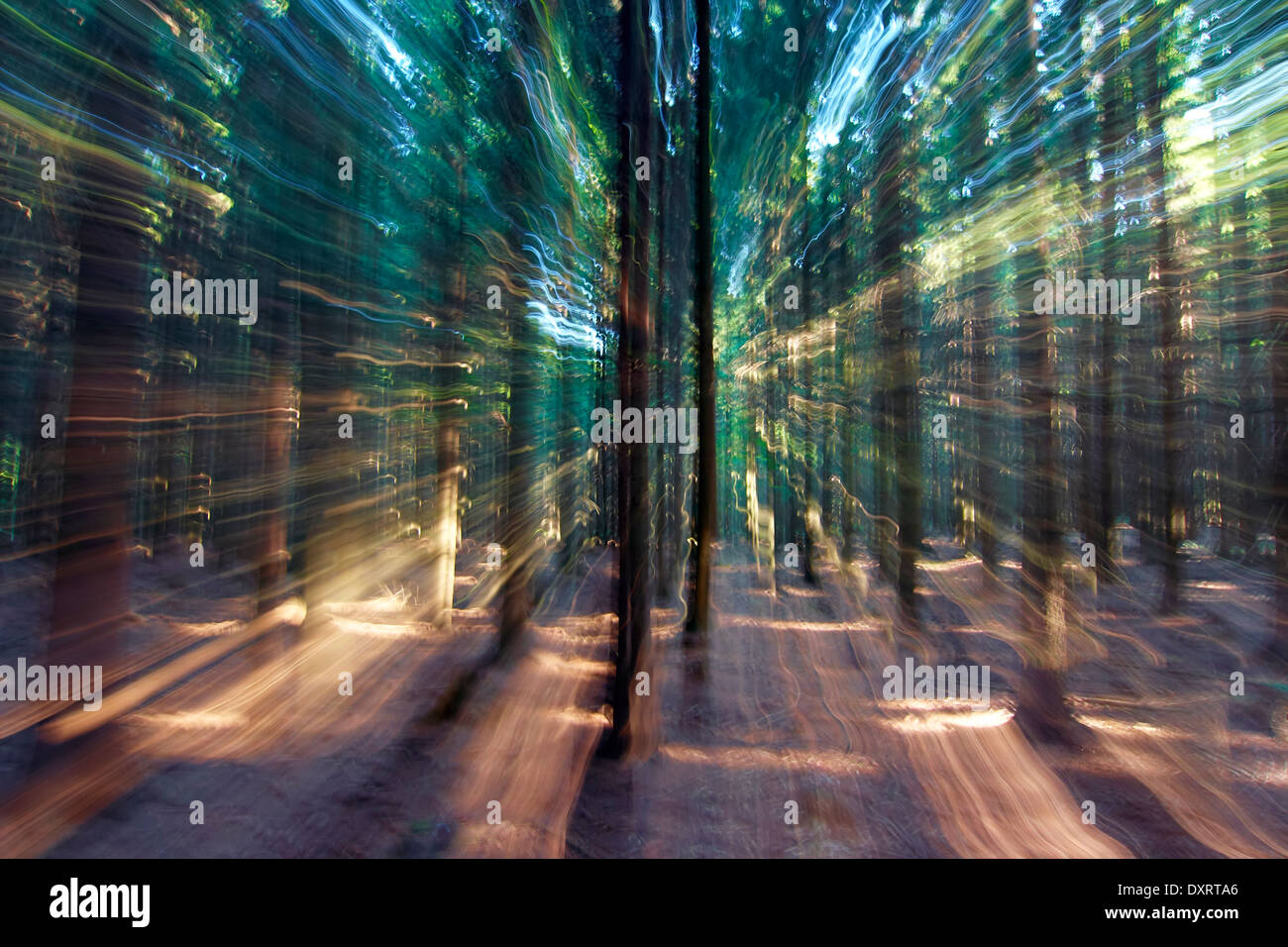 mysterious forest - motion blur - zoom Stock Photo