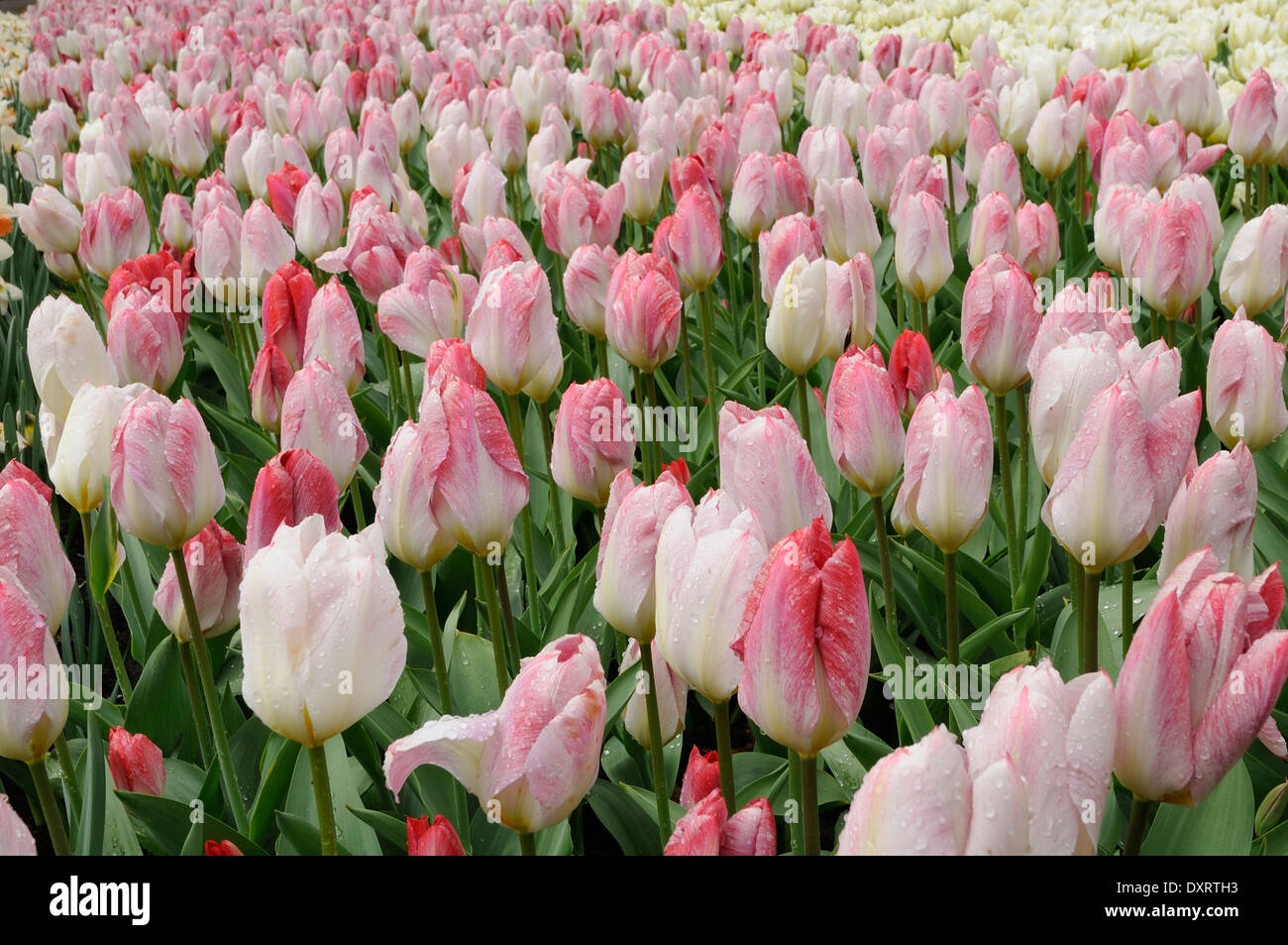 flaming purissima tulip, netherlands Stock Photo - Alamy