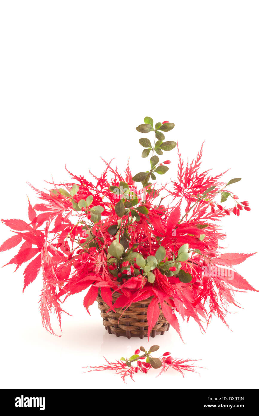Vertical Display of Scarlet Japanese Acer Leaves with Cotoneaster Berries. Stock Photo