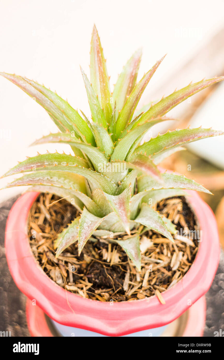 Little pineapple plant in the pot, stock photo Stock Photo