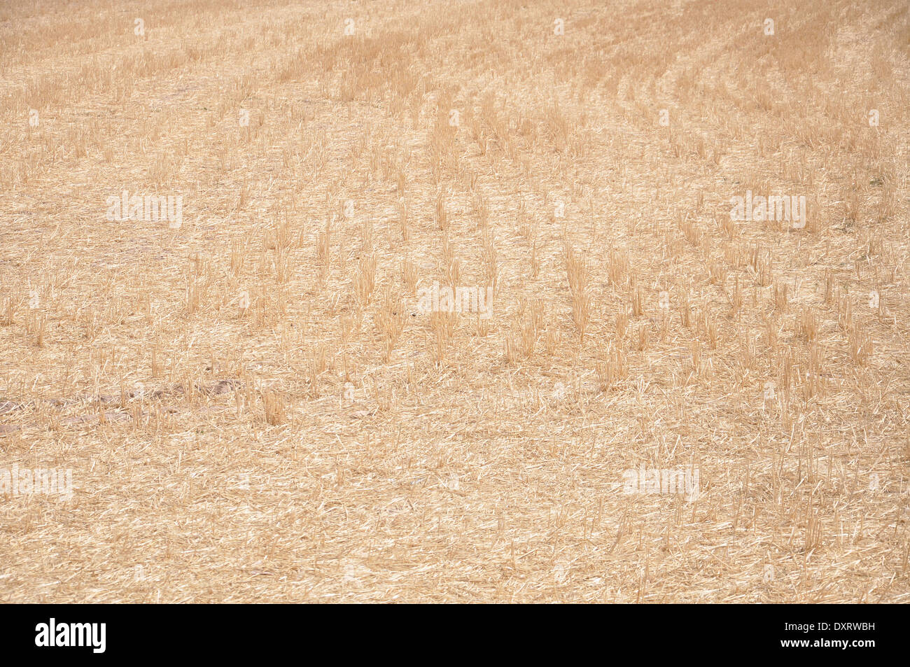 A field of cereal after the harvest Stock Photo