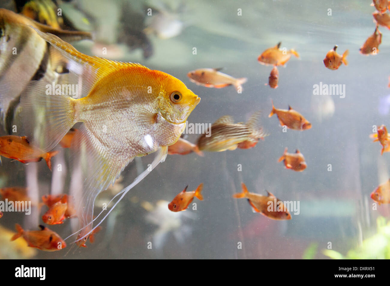 Angel fish, Dubai Mall Aquarium and underwater Zoo, Dubai, UAE, United Arab Emirates, Stock Photo
