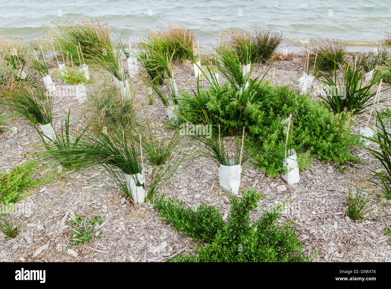 River mouth environment conservation through re-vegetation in Western Australia Stock Photo