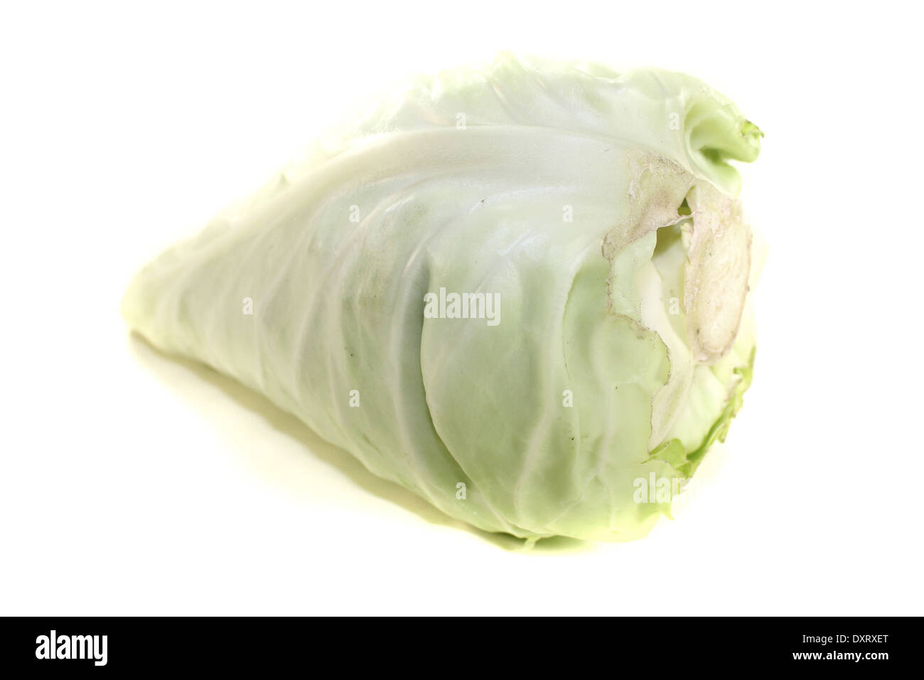 fresh green pointed cabbage on a light background Stock Photo