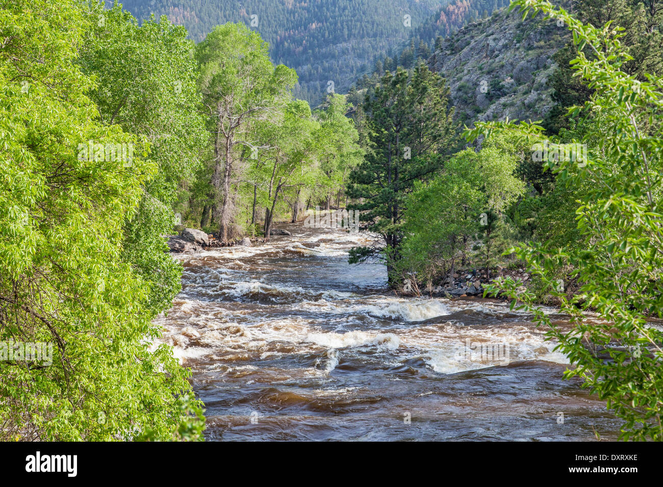 Springtime whitewater of Cache la Poudre River near Fort Collins, Colorado Stock Photo