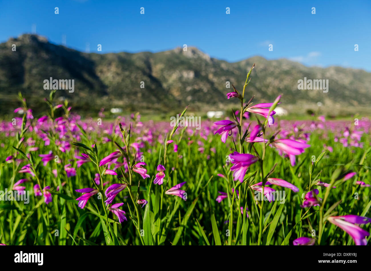 Gladiolus italicus Stock Photo