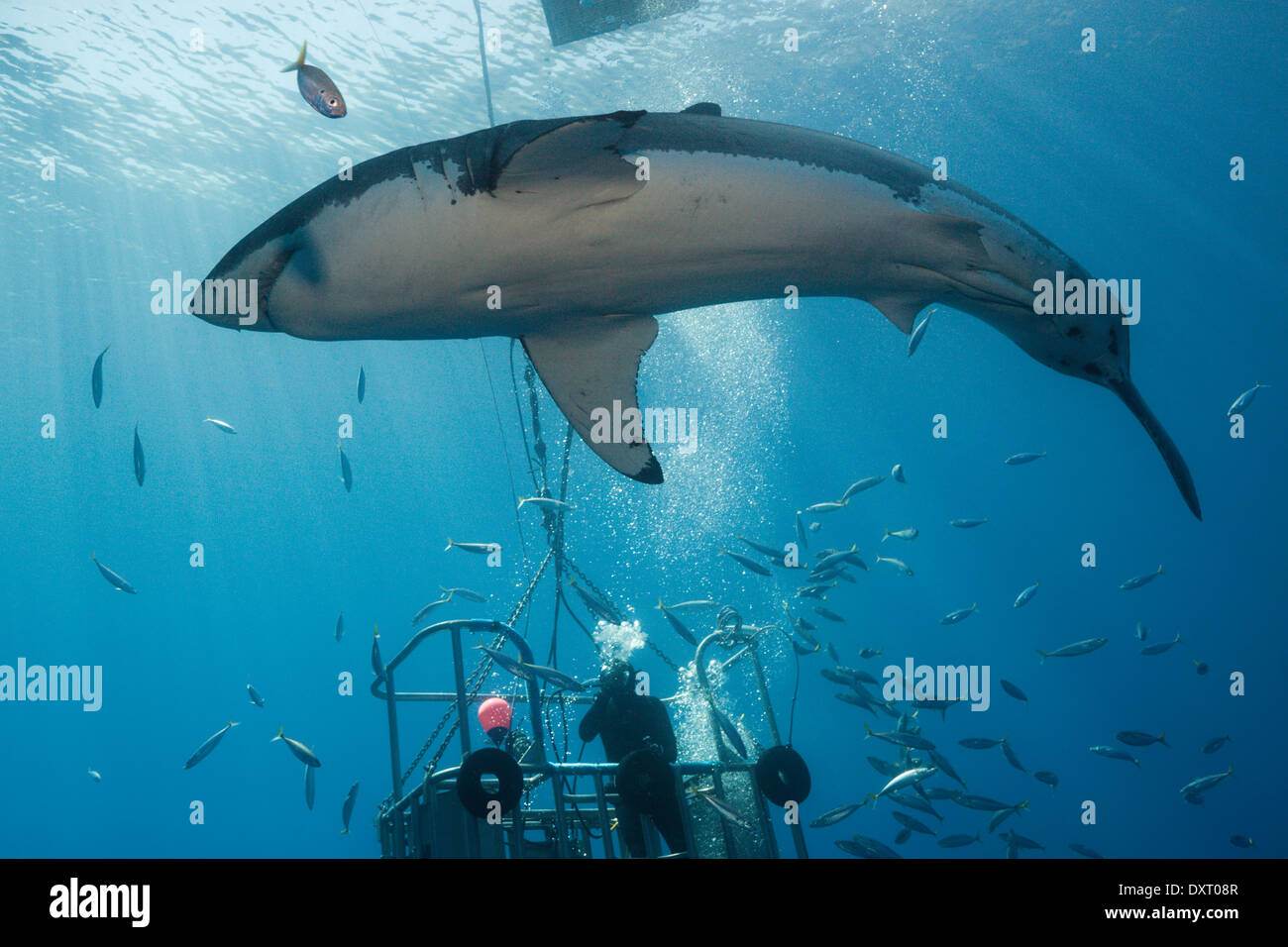 Great White Shark Cage Diving, Carcharodon carcharias, Guadalupe Island