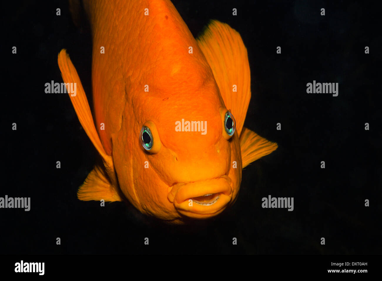 Garibaldi Fish, Hypsypops rubicundus, San Benito Island, Mexico Stock Photo