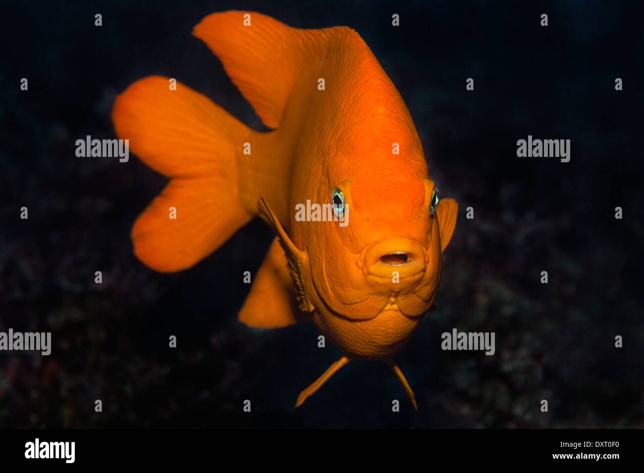 Garibaldi Fish, Hypsypops rubicundus, Cedros Island, Mexico Stock Photo