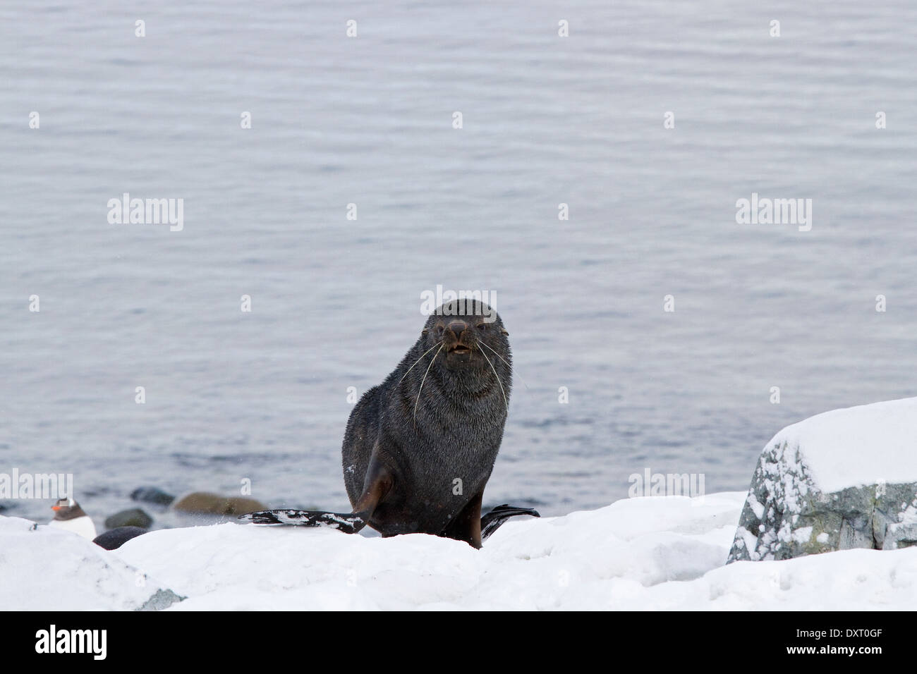 Antarctic fur seal, Arctocephalus gazella, showing long whiskers, South Shetland Islands, Antarctica. Stock Photo