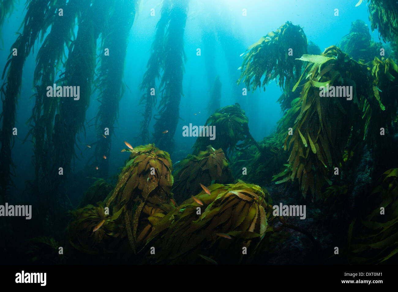 Kelp Forest Giant Kelp, Macrocystis pyrifera, San Benito Island, Mexico