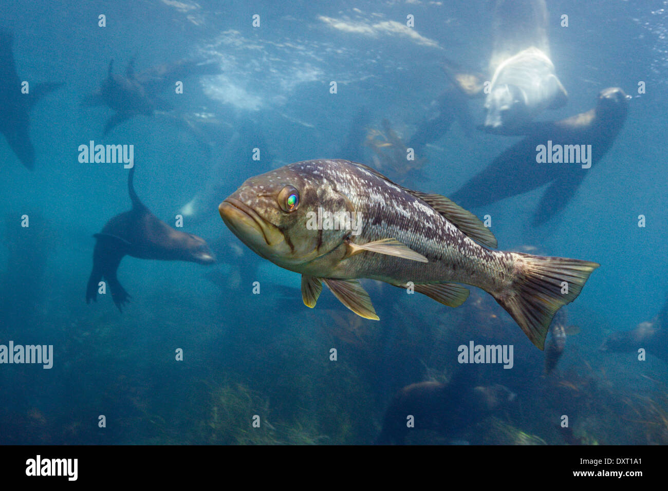 Calico Bass Underwater