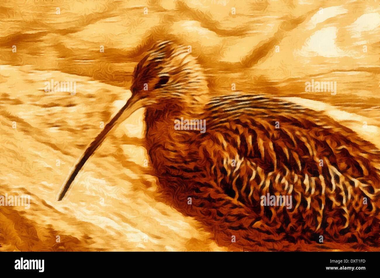 Chinned (small) Curlew (lat. Numenius tenuirostris) - species of birds of the family Scolopacidae (Scolopacidae),Illustrations Stock Photo