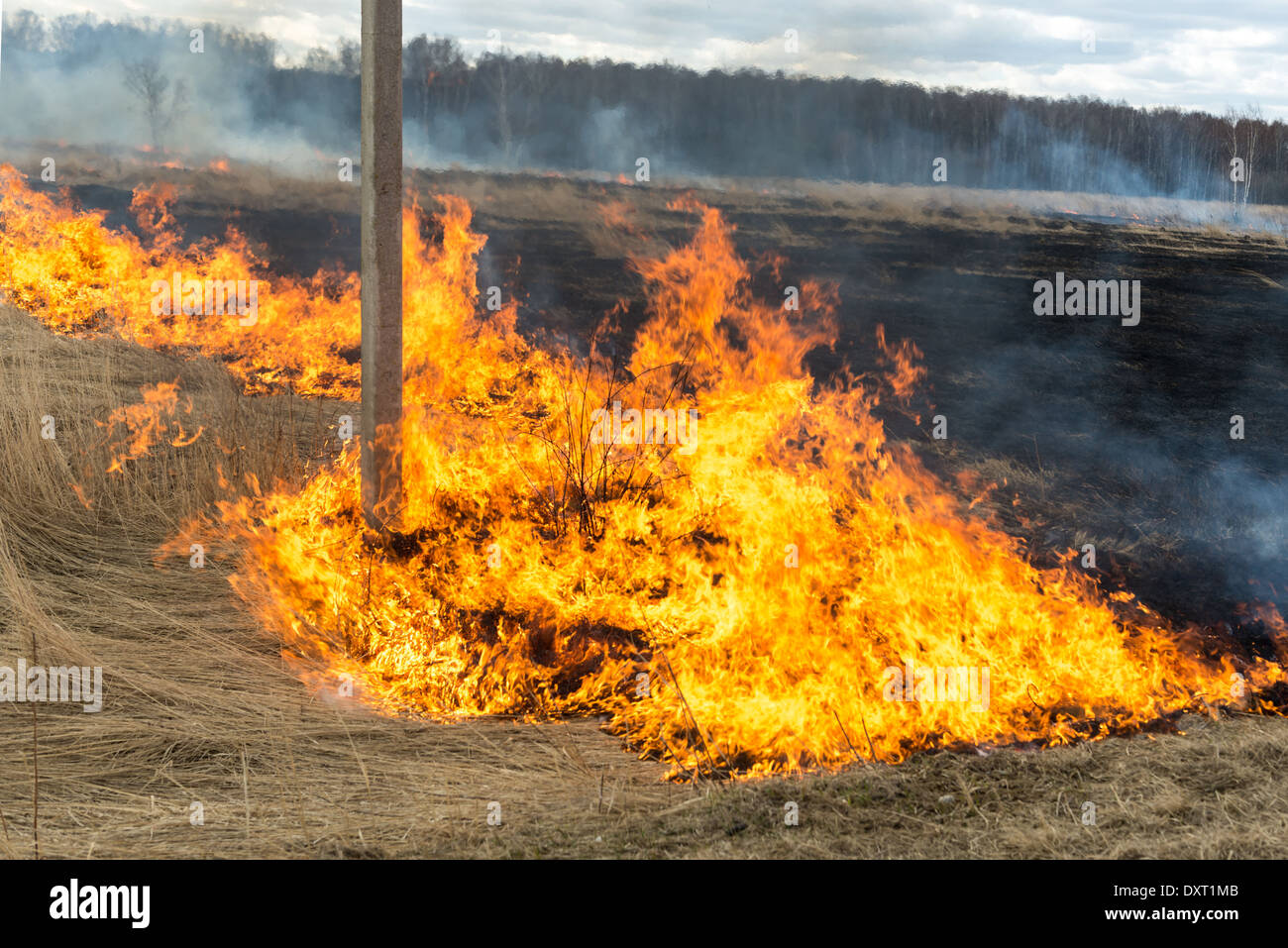 Fire woods burning hi-res stock photography and images - Alamy