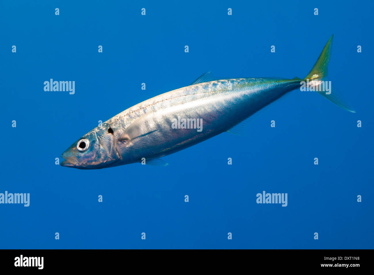 Pacific Jack Mackerel, Trachurus symmetricus, Guadalupe Island, Mexico