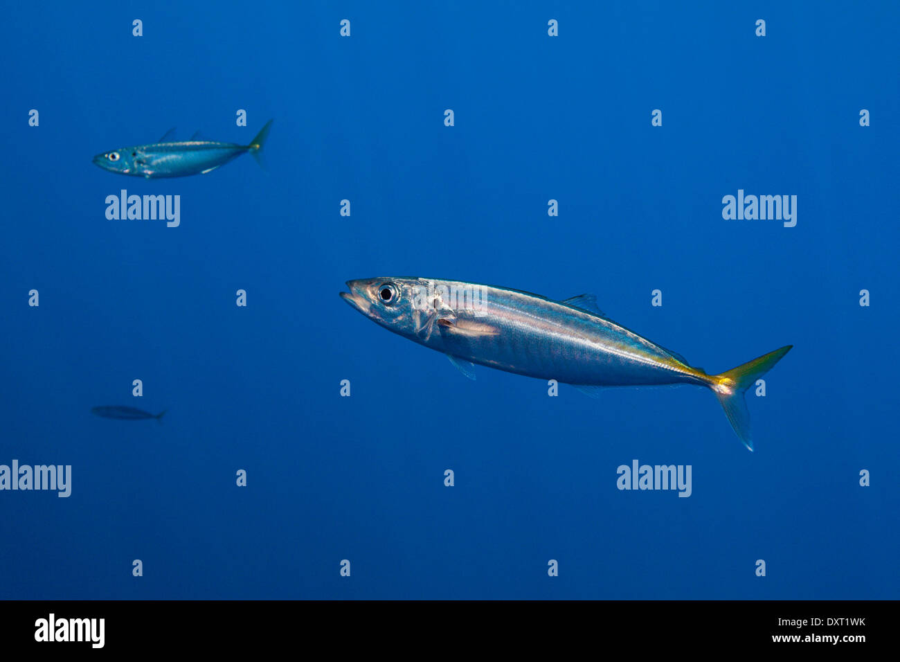 Pacific Jack Mackerel, Trachurus symmetricus, Guadalupe Island, Mexico
