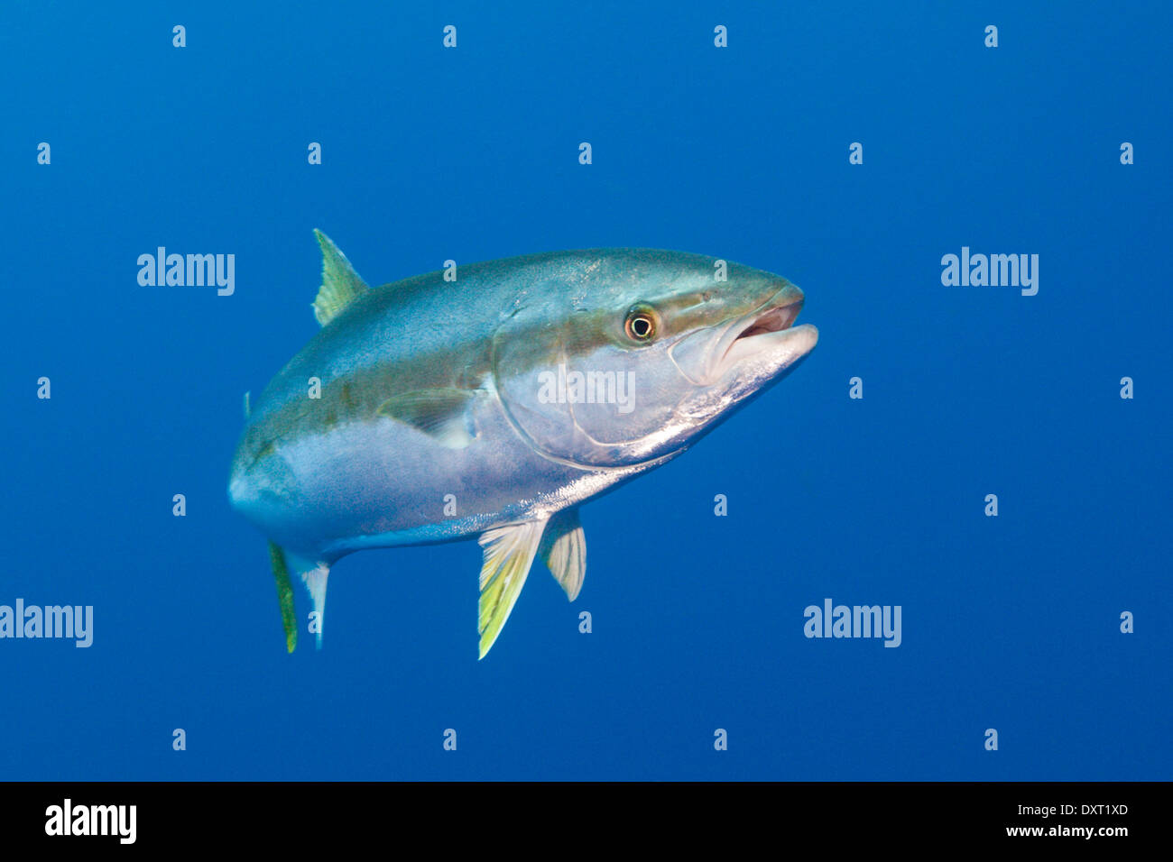 Yellowtail amberjack fish hires stock photography and images Alamy