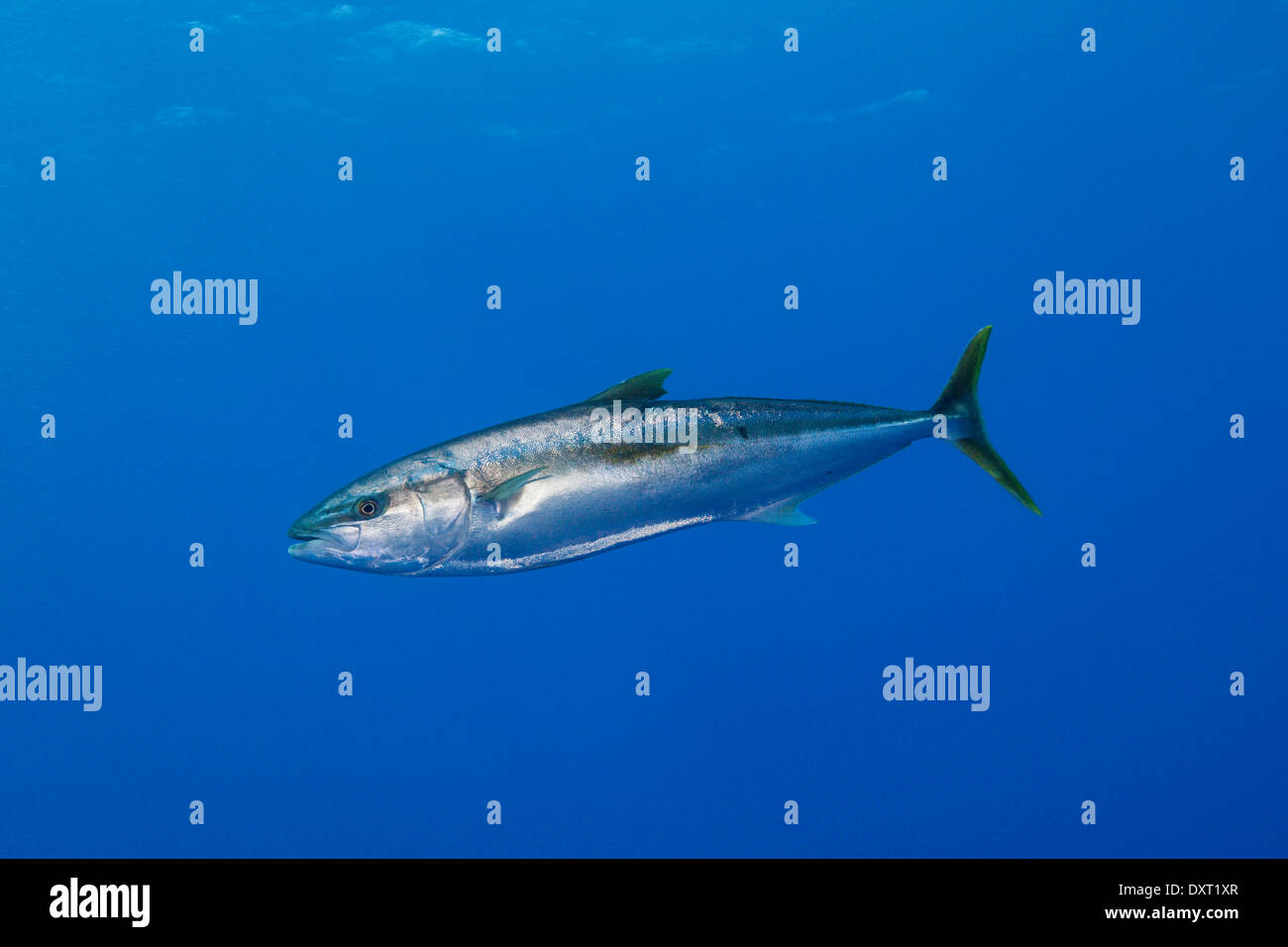 Pacific yellowtail caught on fishing hook in ocean Stock Photo - Alamy