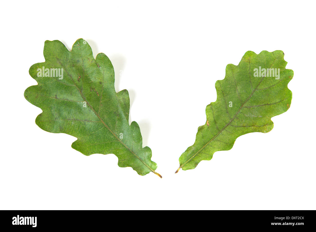 Oak green leaf isolated on white background Stock Photo