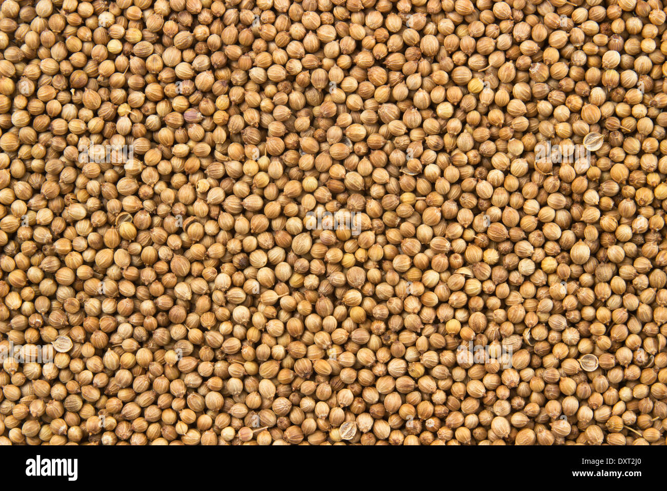 dry coriander seeds food pattern Stock Photo Alamy