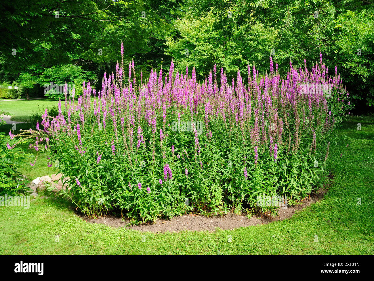 Pink astilbe Stock Photo