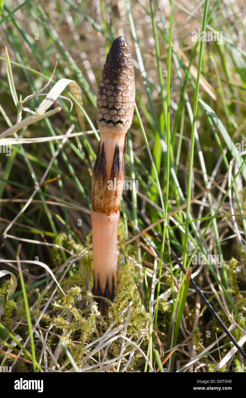 A young Field Horsetail stem shooting up from the soil in the sun in Spring in a Cumbrian meadow Stock Photo