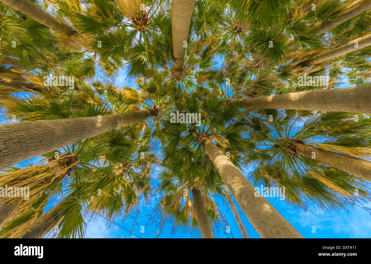 View from under some Palm trees in Cannes, France Stock Photo
