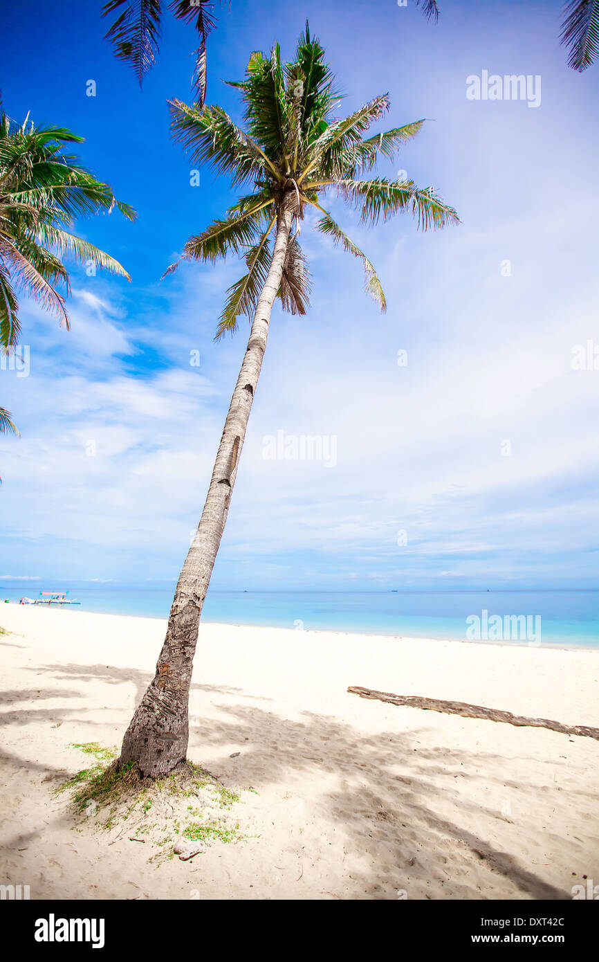 Coconut Palm tree on the sandy beach background blue sky and clean sea ...