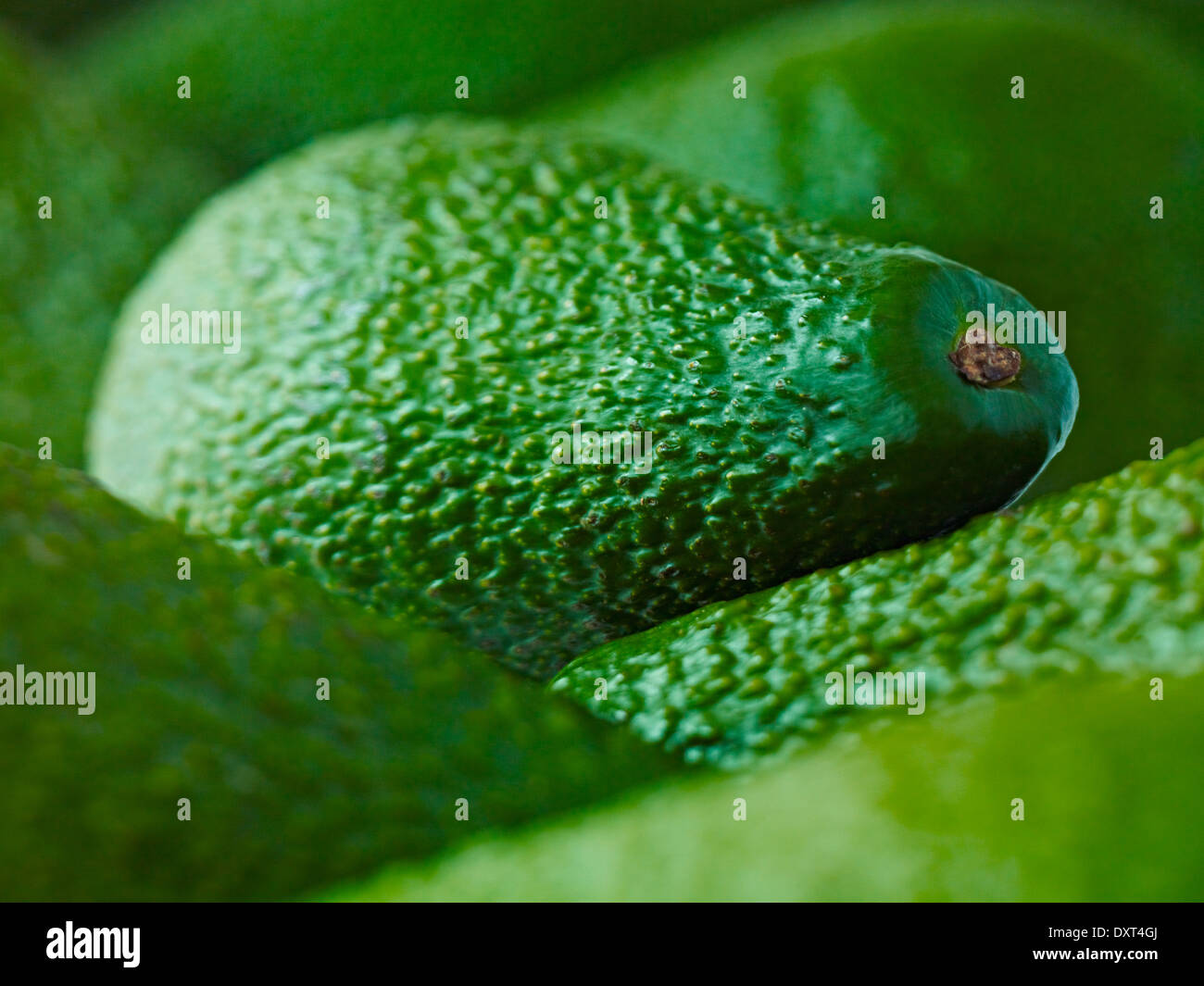 Extreme close up of whole Pinkerton avocados Stock Photo