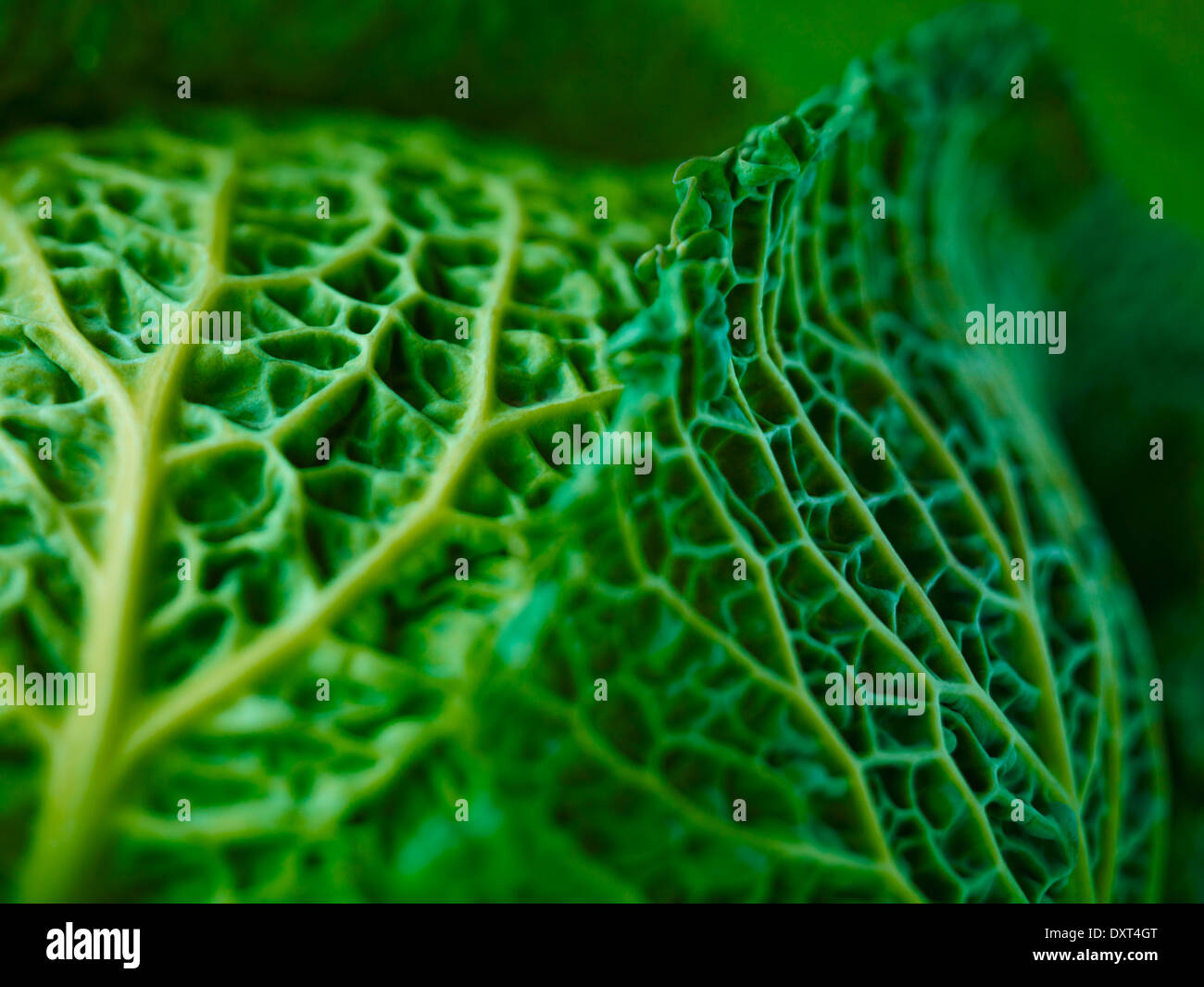 Extreme close up of Savoy cabbage Stock Photo