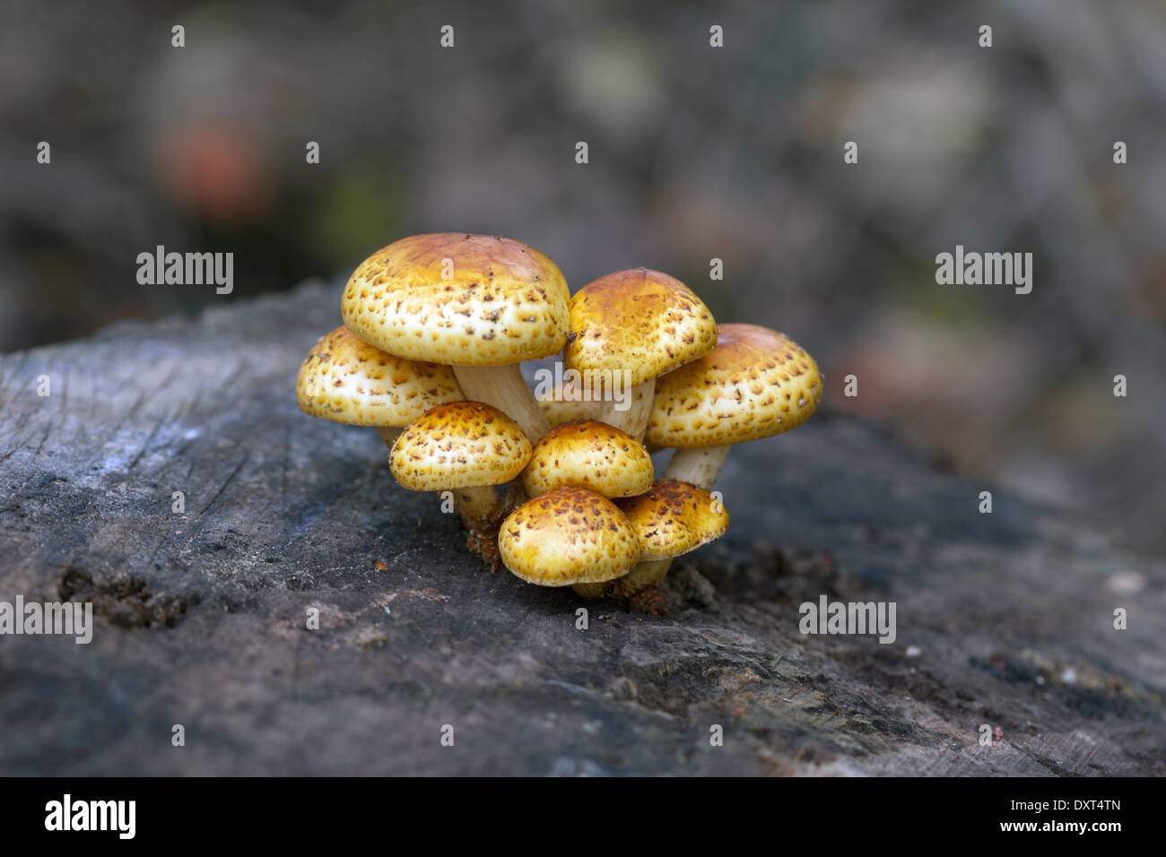 Mushrooms growing on a decaying tree stump Stock Photo - Alamy