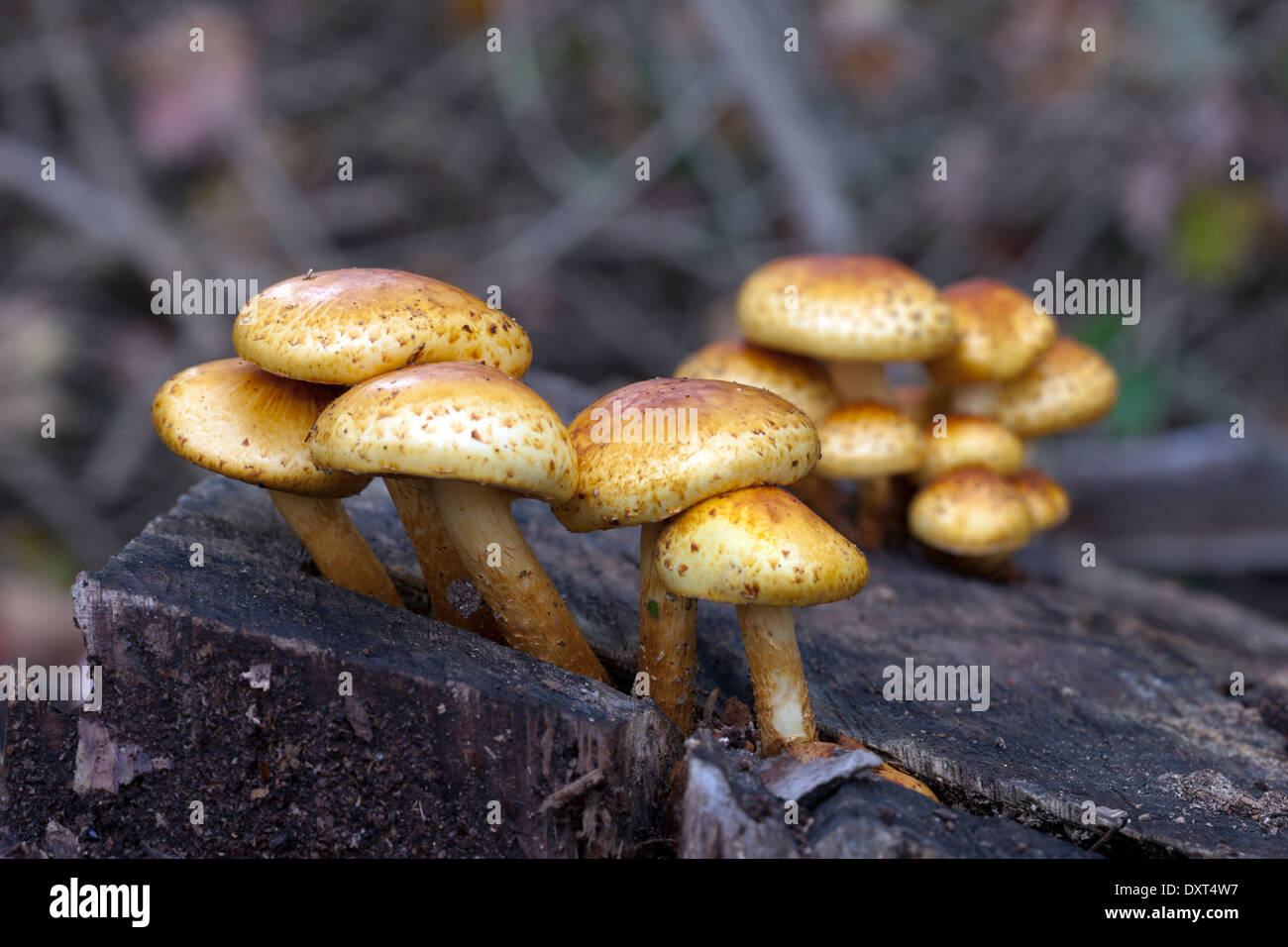 Mushrooms growing on a decaying tree stump Stock Photo 68142851 Alamy
