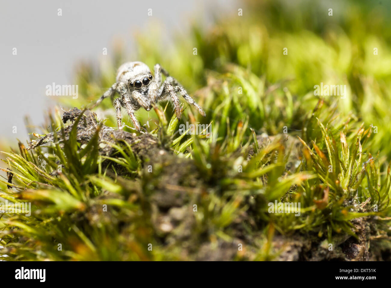 Portrait of a Zebra Spider (Salticus scenicus Stock Photo - Alamy