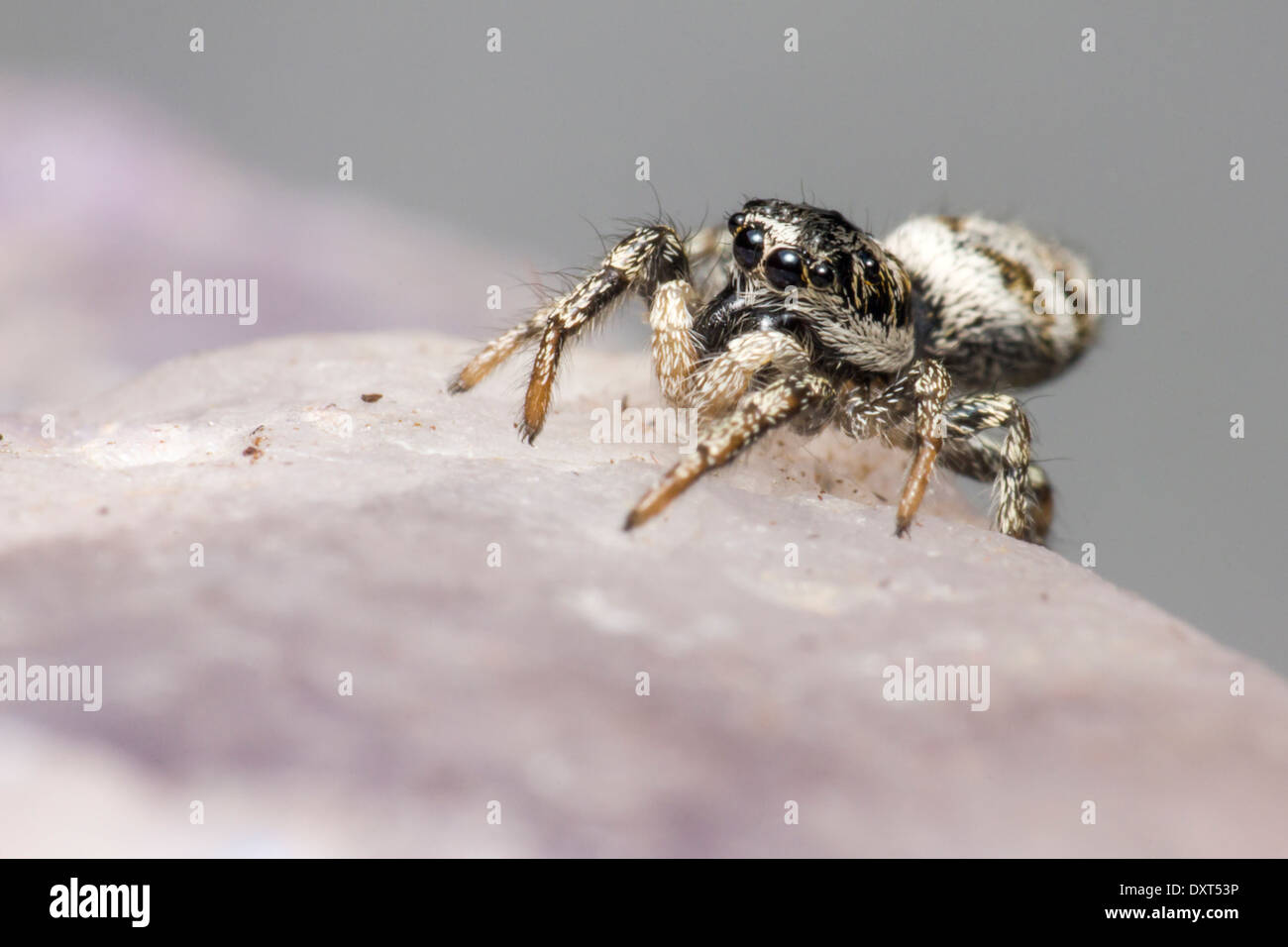 Portrait of a Zebra Spider (Salticus scenicus Stock Photo Alamy