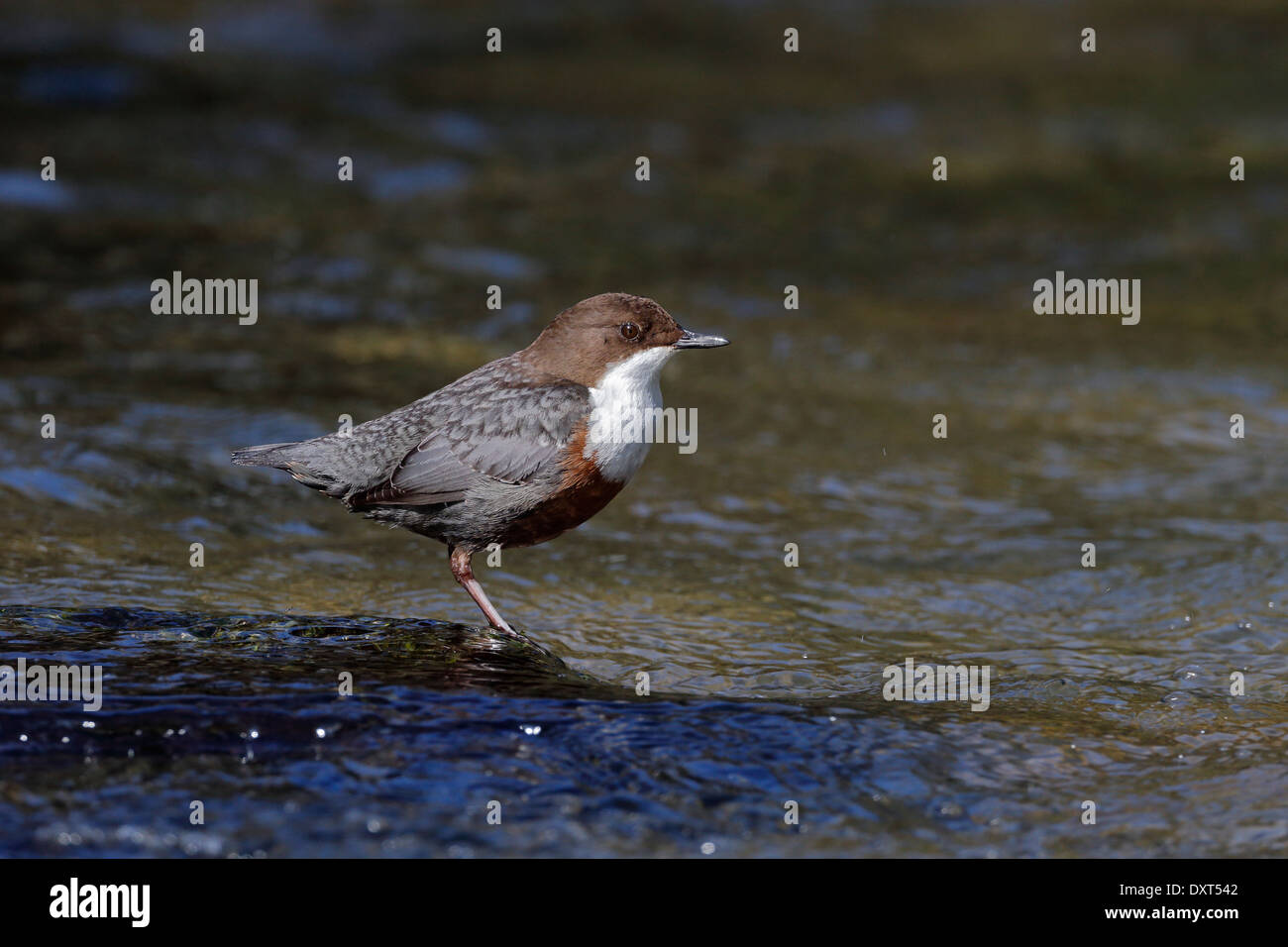 Dipper, Cinclus cinclus, single bird by water, Wales, March 2014 Stock Photo