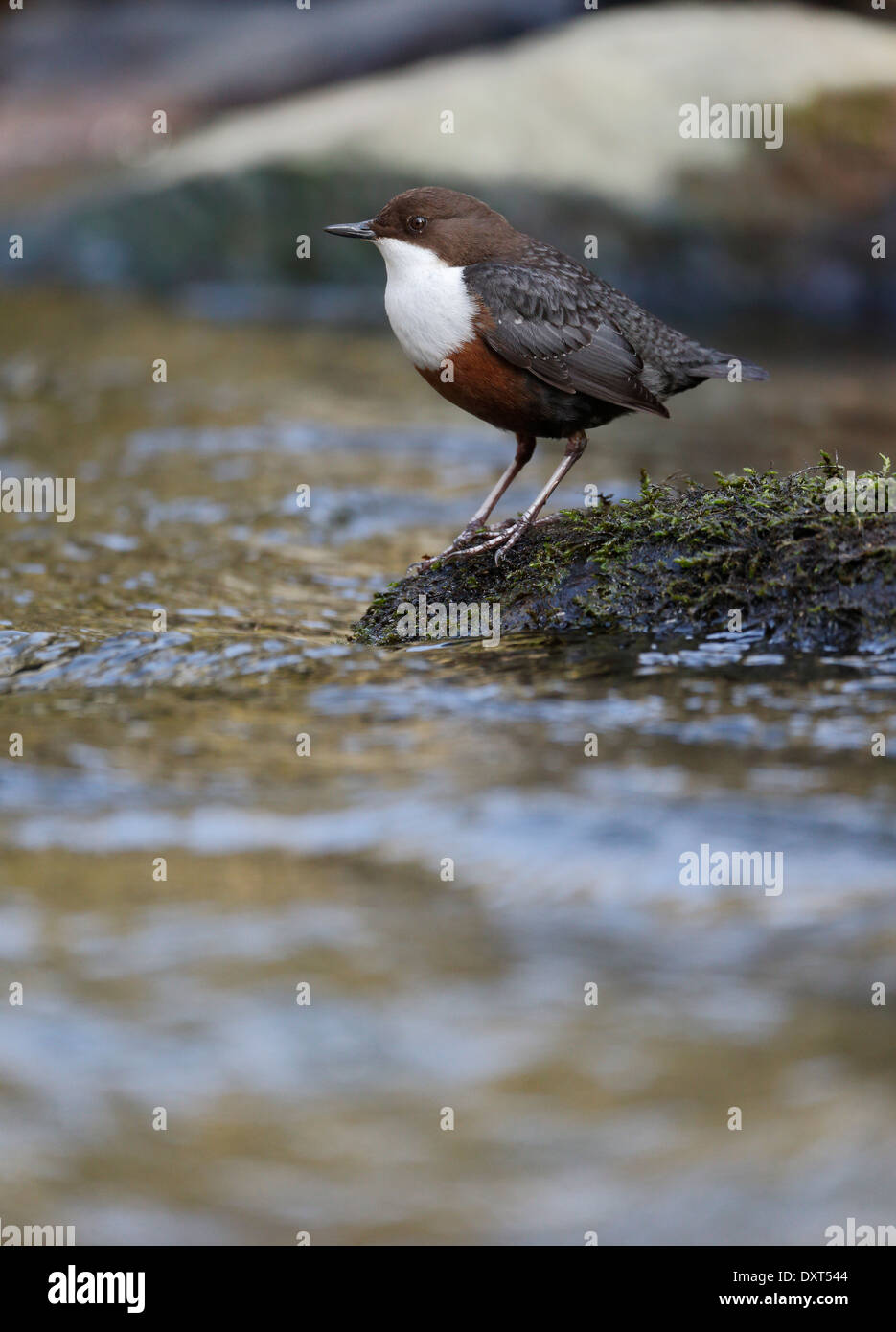 Dipper, Cinclus cinclus, single bird by water, Wales, March 2014 Stock Photo