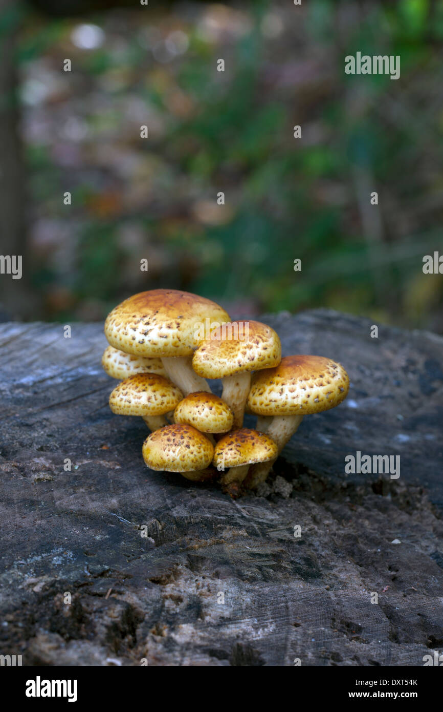 Mushrooms growing on a decaying tree stump Stock Photo Alamy