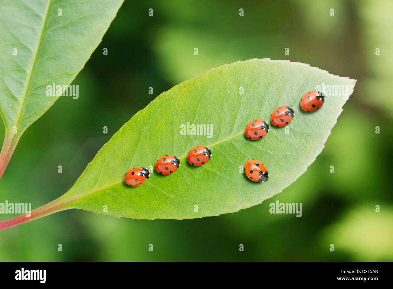 Ladybug standing out from the crowd on leaf Stock Photo