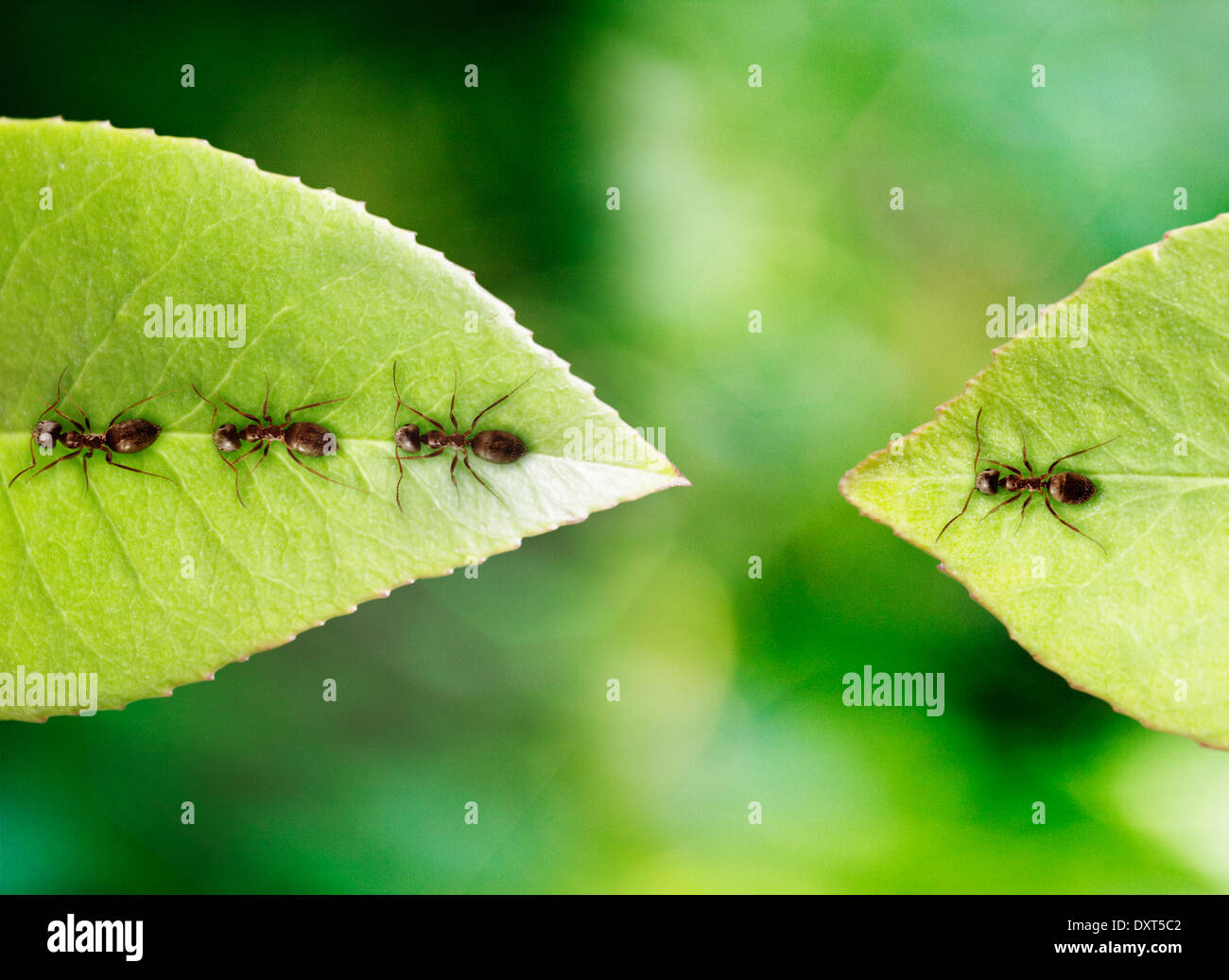 Ant stranded on leaf Stock Photo